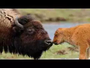 Video: TOP 10 ANIMALS SAVING AND PROTECTING THEIR BABY || Soul of Moms